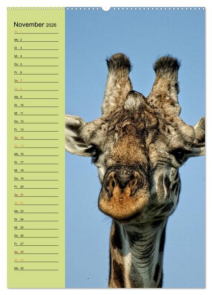 Produktbild: Giraffen. Voller Stolz und Grazie (hochwertiger Premium Wandkalender 2026 DIN A2 hoch), Kunstdruck in Hochglanz