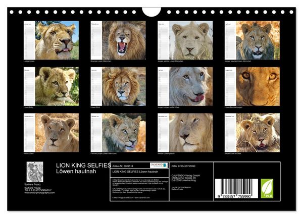 Produktbild: LION KING SELFIES L&ouml;wen hautnah (Wandkalender 2026 DIN A4 quer), CALVENDO Monatskalender