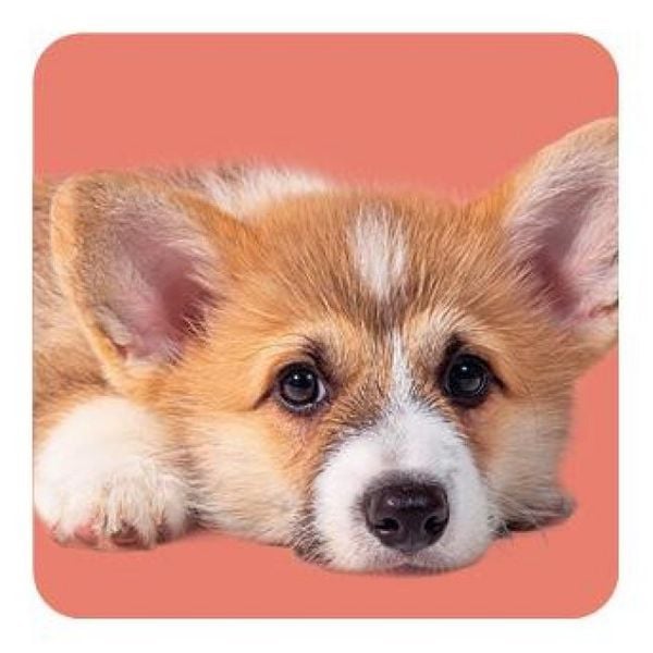 Produktbild: Memo-Spiel: Fluffy Butts &ndash; Finde den passenden Po zum Kopf!
