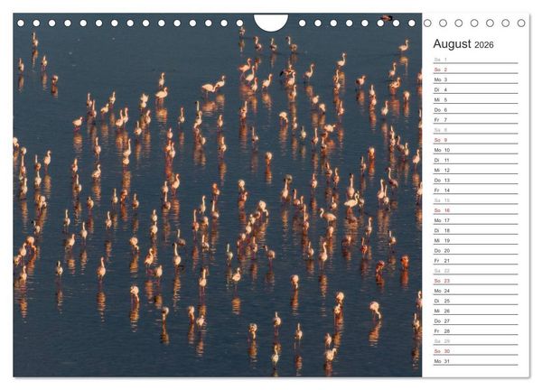 Produktbild: Flamingo Impressionen 2026 (Wandkalender 2026 DIN A4 quer), CALVENDO Monatskalender