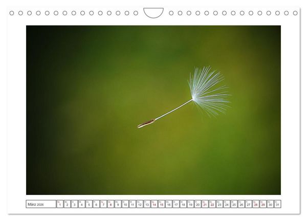 Produktbild: Zauberhafte Pusteblumen (Wandkalender 2026 DIN A4 quer), CALVENDO Monatskalender
