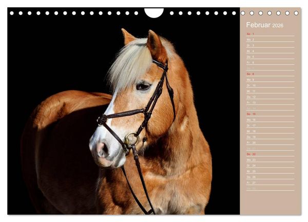 Produktbild: Haflinger / Geburtstagskalender (Wandkalender 2026 DIN A4 quer), CALVENDO Monatskalender