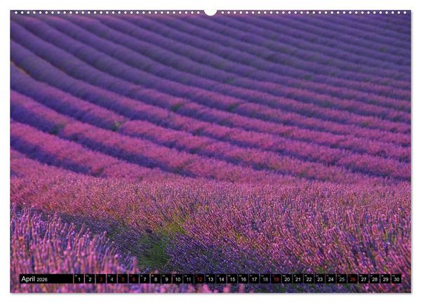 Produktbild: Lavendel (hochwertiger Premium Wandkalender 2026 DIN A2 quer), Kunstdruck in Hochglanz