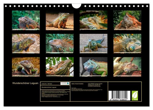 Produktbild: Wundersch&ouml;ner Leguan (Wandkalender 2026 DIN A4 quer), CALVENDO Monatskalender