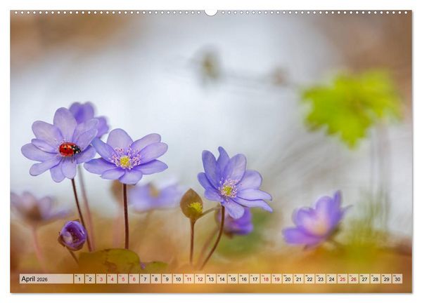 Produktbild: M&auml;rchenwelt der Wildblumen (hochwertiger Premium Wandkalender 2026 DIN A2 quer), Kunstdruck in Hochglanz