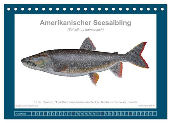 Produktbild: Fisch als Kunst 2026: Amerikanische Saiblinge (Tischkalender 2026 DIN A5 quer), CALVENDO Monatskalender