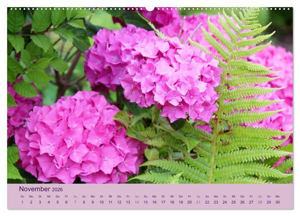 Produktbild: Hortensien 2026. Farbenpr&auml;chtige Impressionen aus dem Garten (Wandkalender 2026 DIN A2 quer), CALVENDO Monatskalender