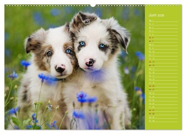 Produktbild: Border Collies - nicht nur schwarzwei&szlig; (hochwertiger Premium Wandkalender 2026 DIN A2 quer), Kunstdruck in Hochglanz