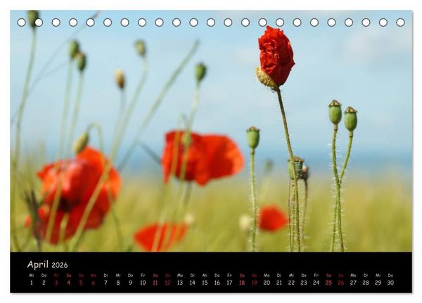 Produktbild: Just Mohn (Tischkalender 2026 DIN A5 quer), CALVENDO Monatskalender