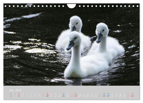 Produktbild: Schwanenfamilie, vom Ei bis zum Fliegen. (Wandkalender 2026 DIN A4 quer), CALVENDO Monatskalender