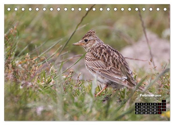 Produktbild: Die Vogelwelt der &Auml;u&szlig;eren Hebriden (Tischkalender 2026 DIN A5 quer), CALVENDO Monatskalender