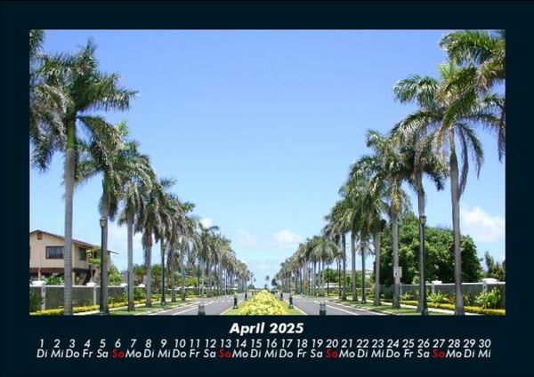 Produktbild: Palmen 2025 Fotokalender DIN A5