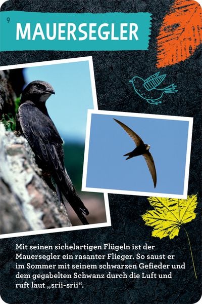 Produktbild: 50 V&ouml;gel bestimmen