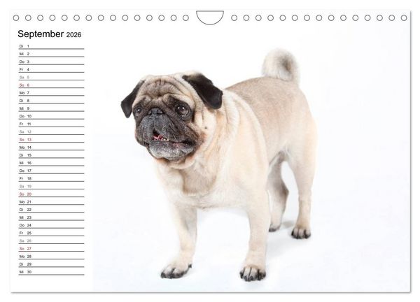 Produktbild: Mops - unwiderstehlich und charmant (Wandkalender 2026 DIN A4 quer), CALVENDO Monatskalender