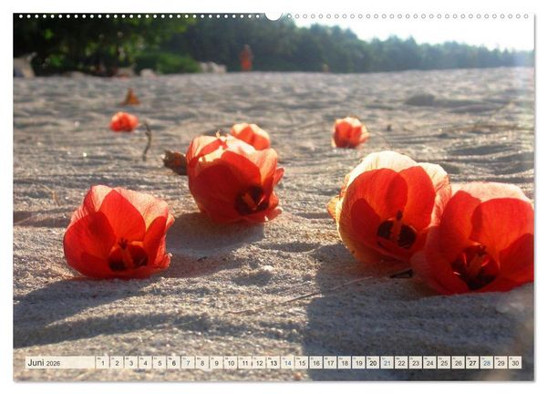 Produktbild: Wenn der S&uuml;den bl&uuml;ht ... (Wandkalender 2026 DIN A2 quer), CALVENDO Monatskalender