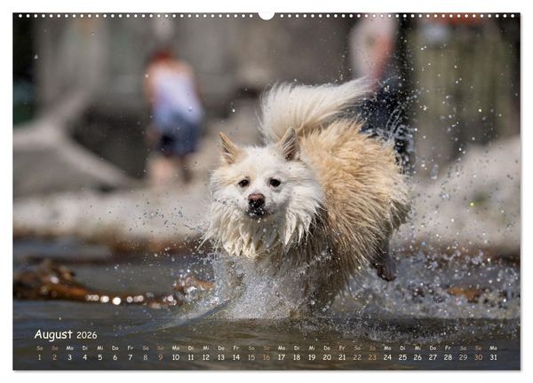 Produktbild: Mein isl&auml;ndischer Wasserhund (hochwertiger Premium Wandkalender 2026 DIN A2 quer), Kunstdruck in Hochglanz