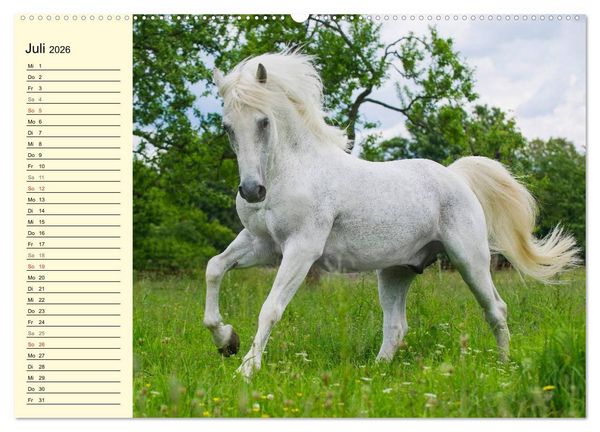 Produktbild: Traumpferd Lipizzaner (Wandkalender 2026 DIN A2 quer), CALVENDO Monatskalender