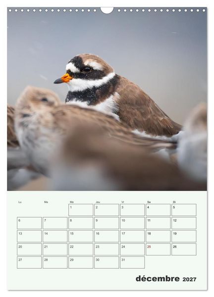 Produktbild: Voyage ornithologique (Calendrier mural 2027 DIN A3 horizontal), CALVENDO calendrier mensuel