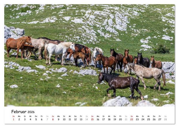 Produktbild: Wildpferde am Kruzi Plateau (Tischkalender 2026 DIN A5 quer), CALVENDO Monatskalender