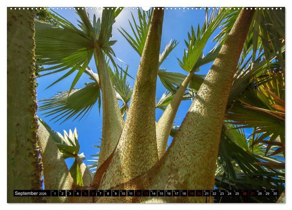 Produktbild: Botanischer Garten Palermo (Wandkalender 2026 DIN A2 quer), CALVENDO Monatskalender