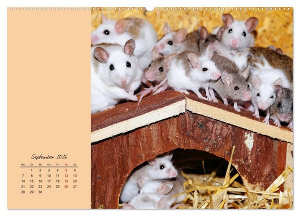 Produktbild: Mausige Zeiten! Putzige Gesellen mit Knopfaugen (hochwertiger Premium Wandkalender 2026 DIN A2 quer), Kunstdruck in Hochglanz
