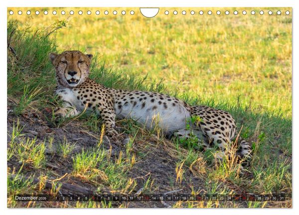 Produktbild: Katzen im Busch (Wandkalender 2026 DIN A4 quer), CALVENDO Monatskalender