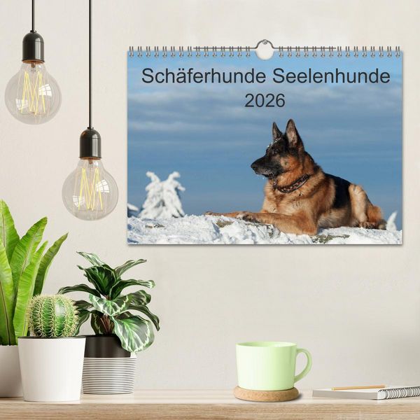 Produktbild: Sch&auml;ferhunde Seelenhunde (Wandkalender 2026 DIN A4 quer), CALVENDO Monatskalender