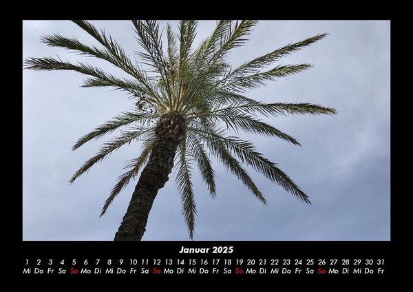 Produktbild: Palmentraum 2025 Fotokalender DIN A3
