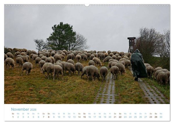 Produktbild: Mit Schafen durch das Jahr (Wandkalender 2026 DIN A2 quer), CALVENDO Monatskalender