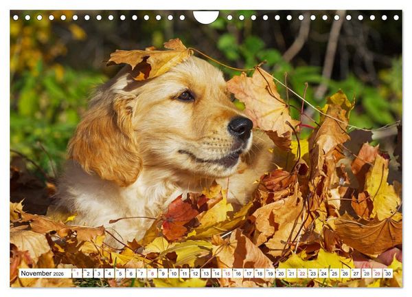 Produktbild: Goldige Herzensbrecher - Golden Retriever Welpen (Wandkalender 2026 DIN A4 quer), CALVENDO Monatskalender