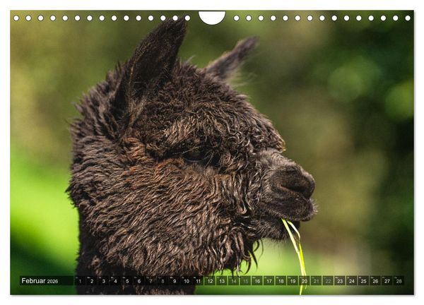 Produktbild: Alpakas im Portrait (Wandkalender 2026 DIN A4 quer), CALVENDO Monatskalender