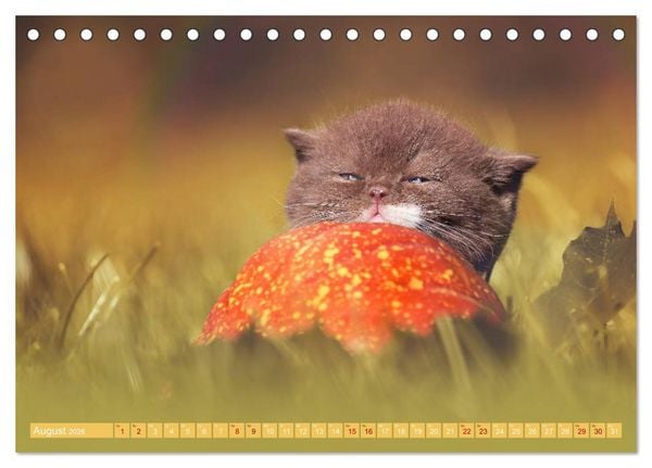Produktbild: Katzenkinder - Britisch Kurzhaar (Tischkalender 2026 DIN A5 quer), CALVENDO Monatskalender