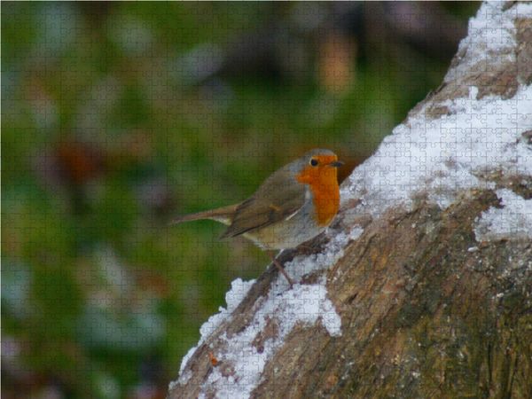 Produktbild: CALVENDO Puzzle Rotkehlchen im Winter 1000 Teile Lege-Gr&ouml;&szlig;e 64 x 48 cm Foto-Puzzle Bild von kattobello