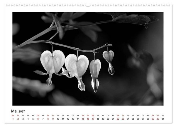 Produktbild: Die grafische Sch&ouml;nheit der Pflanzen &ndash; Schwarz-Wei&szlig; (hochwertiger Premium Wandkalender 2027 DIN A2 quer), Kunstdruck in Hochglanz