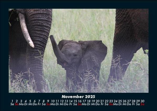 Produktbild: Der Elefantenkalender 2025 Fotokalender DIN A5