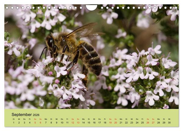 Produktbild: Bienen bei der Arbeit (Wandkalender 2026 DIN A4 quer), CALVENDO Monatskalender