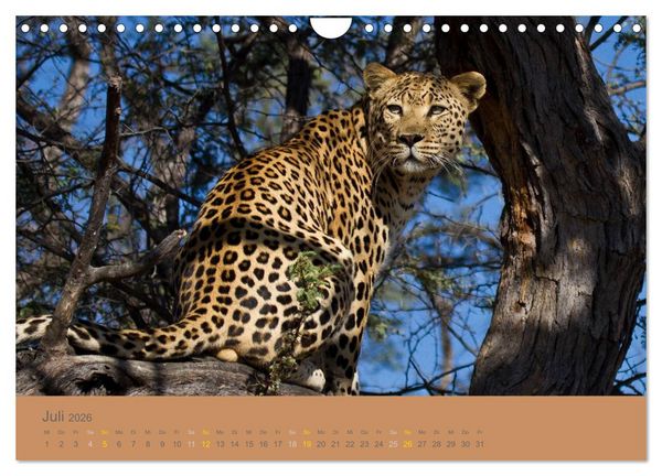 Produktbild: Afrika Impressionen. NAMIBIA - S&Uuml;DAFRIKA - BOTSWANA (Wandkalender 2026 DIN A4 quer), CALVENDO Monatskalender