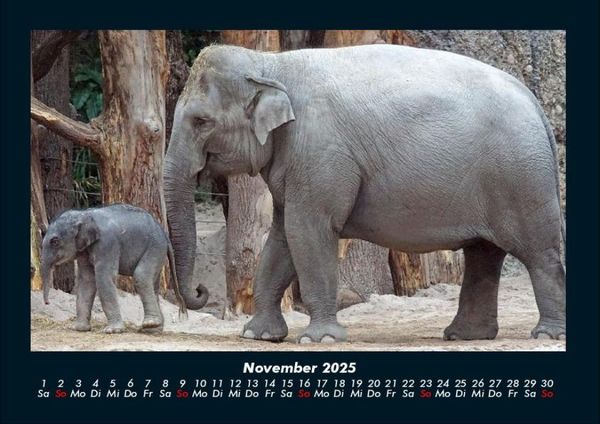 Produktbild: Elefanten - Die sanften Riesen Afrikas 2025 Fotokalender DIN A4
