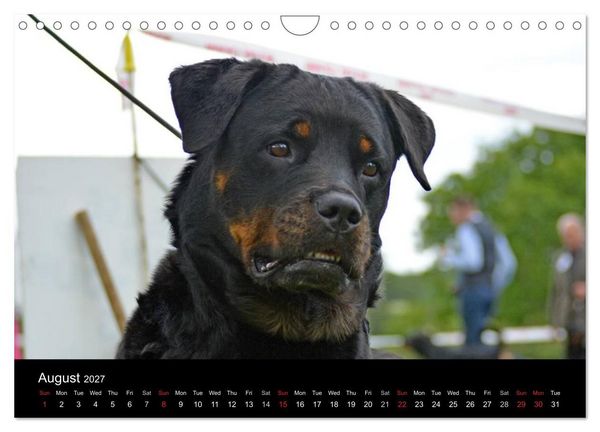 Produktbild: Rottweiler Portait Shots 2027 (Wall Calendar 2027 DIN A4 landscape), CALVENDO 12 Month Wall Calendar