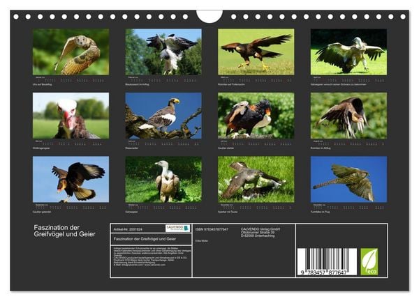 Produktbild: Faszination der Greifv&ouml;gel und Geier (Wandkalender 2026 DIN A4 quer), CALVENDO Monatskalender