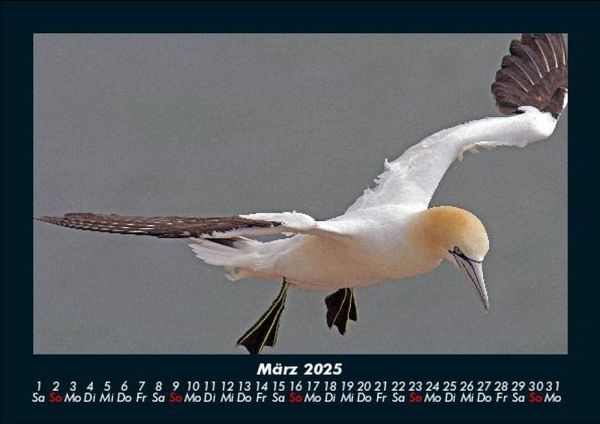 Produktbild: Welt der V&ouml;gel 2025 Fotokalender DIN A5