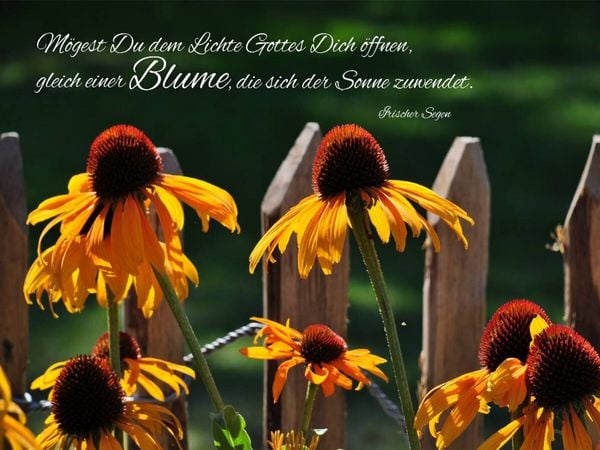 Produktbild: CALVENDO Puzzle Blickrichtung Sonne | 1000 Teile Lege-Gr&ouml;&szlig;e 64x48cm Foto-Puzzle f&uuml;r gl&uuml;ckliche Stunden