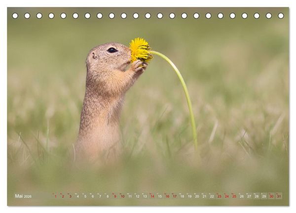 Produktbild: Zauberhafte Ziesel (Tischkalender 2026 DIN A5 quer), CALVENDO Monatskalender