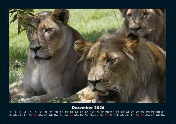 Produktbild: L&ouml;wen in der Wildnis 2026 Fotokalender DIN A4