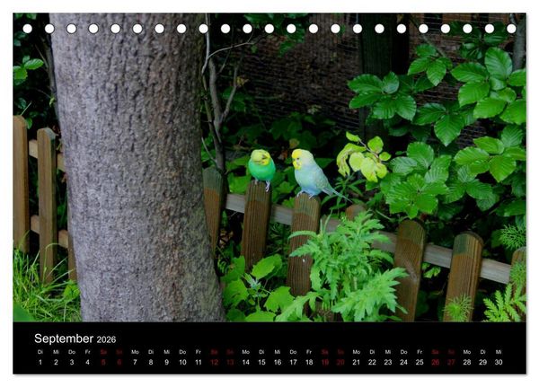 Produktbild: Wellensittichtr&auml;ume - Der neue Wellensittich-Naturkalender (Tischkalender 2026 DIN A5 quer), CALVENDO Monatskalender