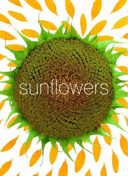 Produktbild: Sunflower Small Note Cards