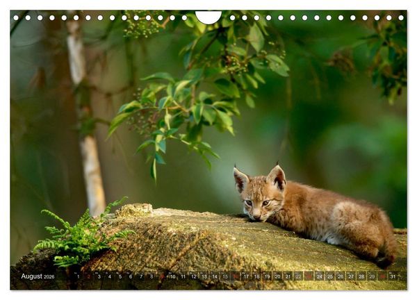 Produktbild: Der Luchs - Dem Pinselohr auf der Spur (Wandkalender 2026 DIN A4 quer), CALVENDO Monatskalender