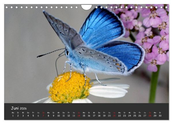 Produktbild: Wundersch&ouml;ne Schmetterlinge (Wandkalender 2026 DIN A4 quer), CALVENDO Monatskalender