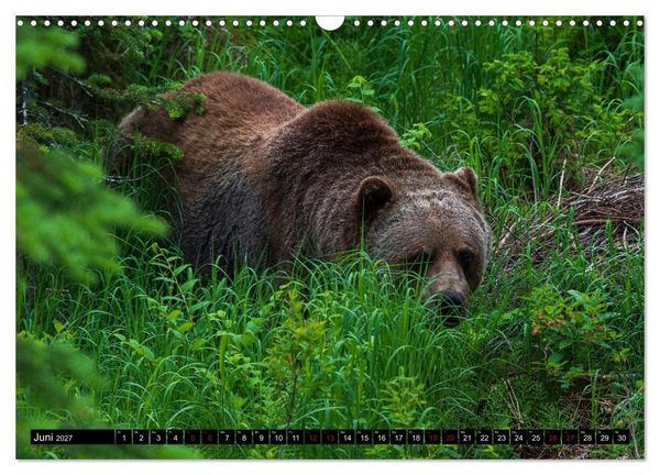 Produktbild: Grizzlys und Geisterb&auml;ren - Glendale Cove, Kanada (Wandkalender 2027 DIN A3 quer), CALVENDO Monatskalender