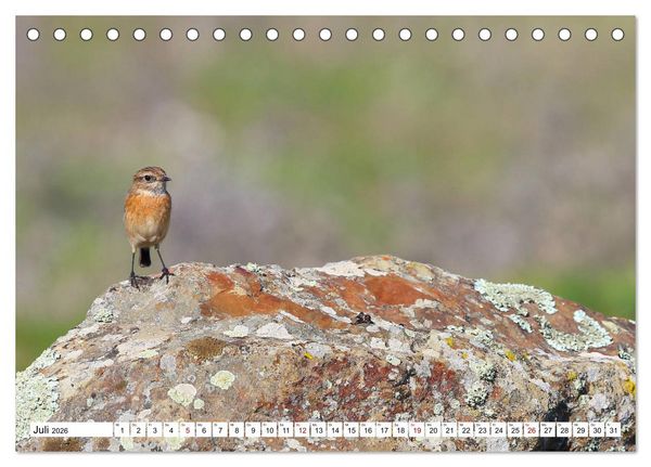 Produktbild: V&ouml;gel in der Extremadura (Tischkalender 2026 DIN A5 quer), CALVENDO Monatskalender